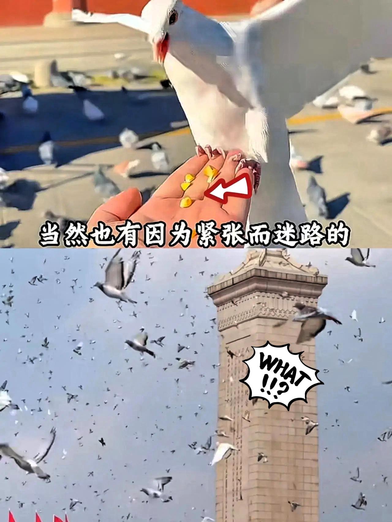 这下出名了，
不仅北京，全国人民都知道了！
谁能想到，今天那8万只鸽子居然
都是