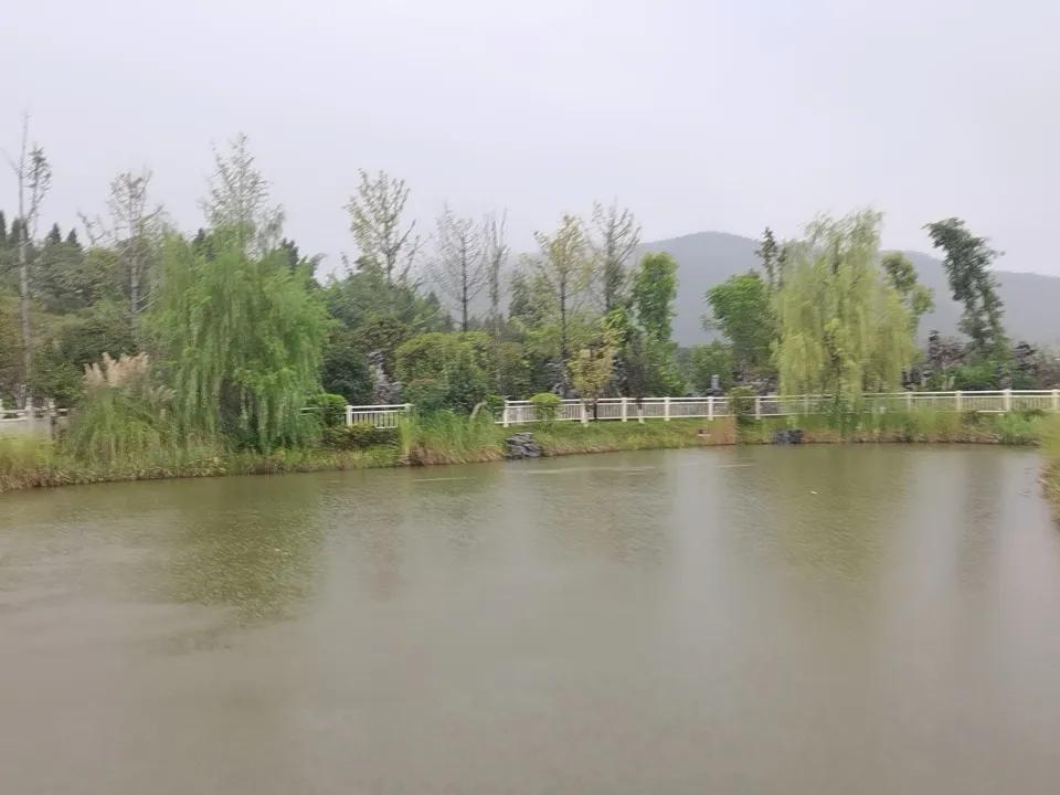 秋雨水塘 
     秋雨中的水塘，别有一番韵味。“一场秋雨一场凉”，白露过后，