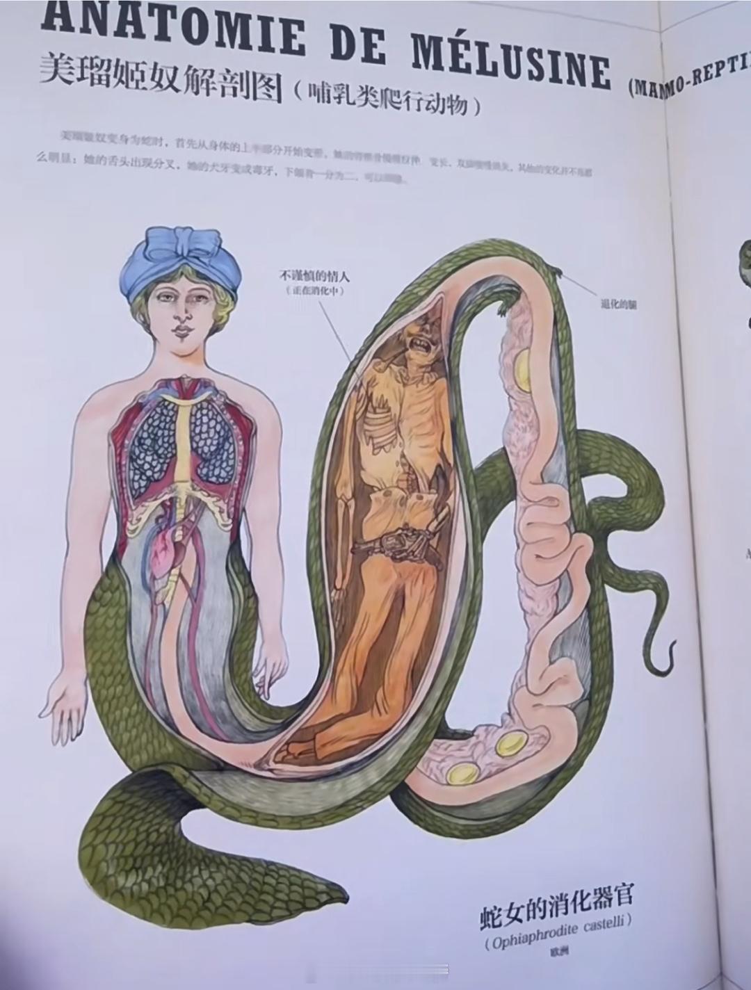 快看！？这到底是什么怪物图鉴啊？竟然是科普书藉！人鱼竟然还分不同国度？好家伙，奇