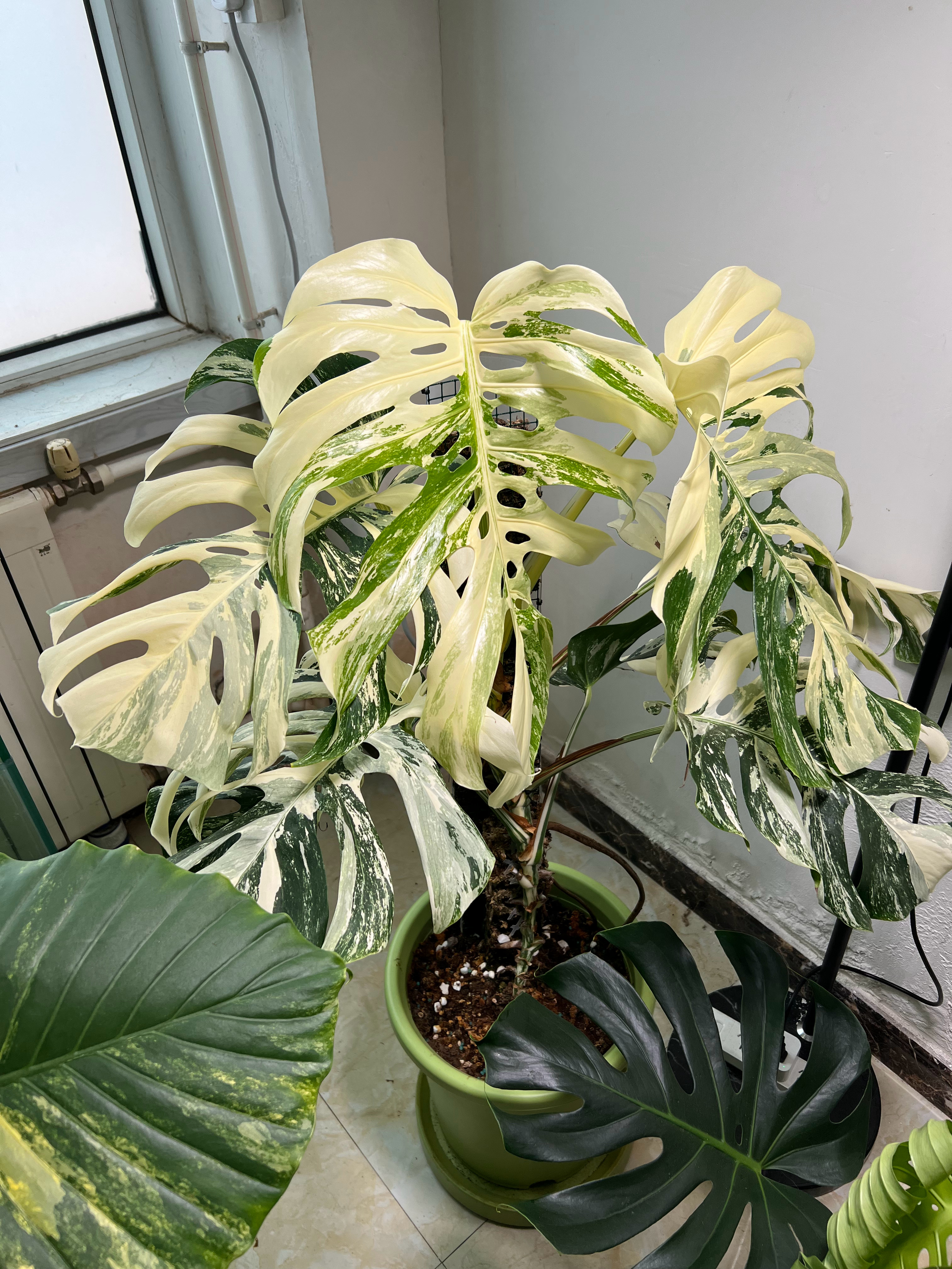 据说这种白色的叫做“羽化”？？  ​​​
