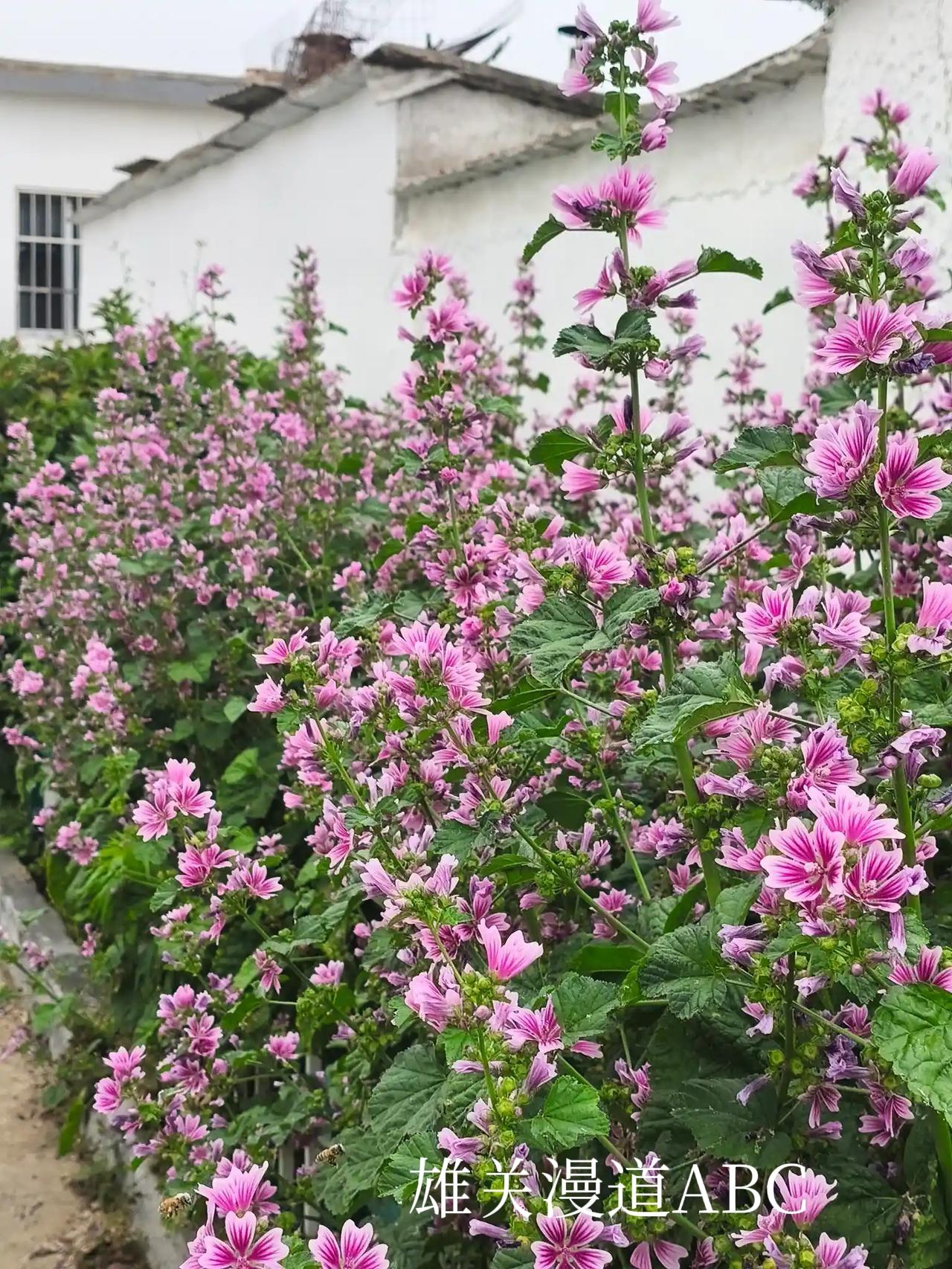 茉莉花开香小院，
锦葵叶展舞大街。
石榴树挺立大街。