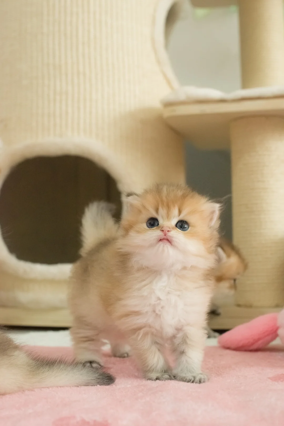一看就是女孩子的猫🐱