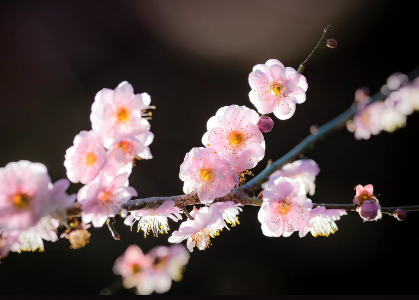 阳光信用☀️ 每日一善 勿起不善之念,勿阅不善之书,勿听不善之乐,勿吐不善之语,
