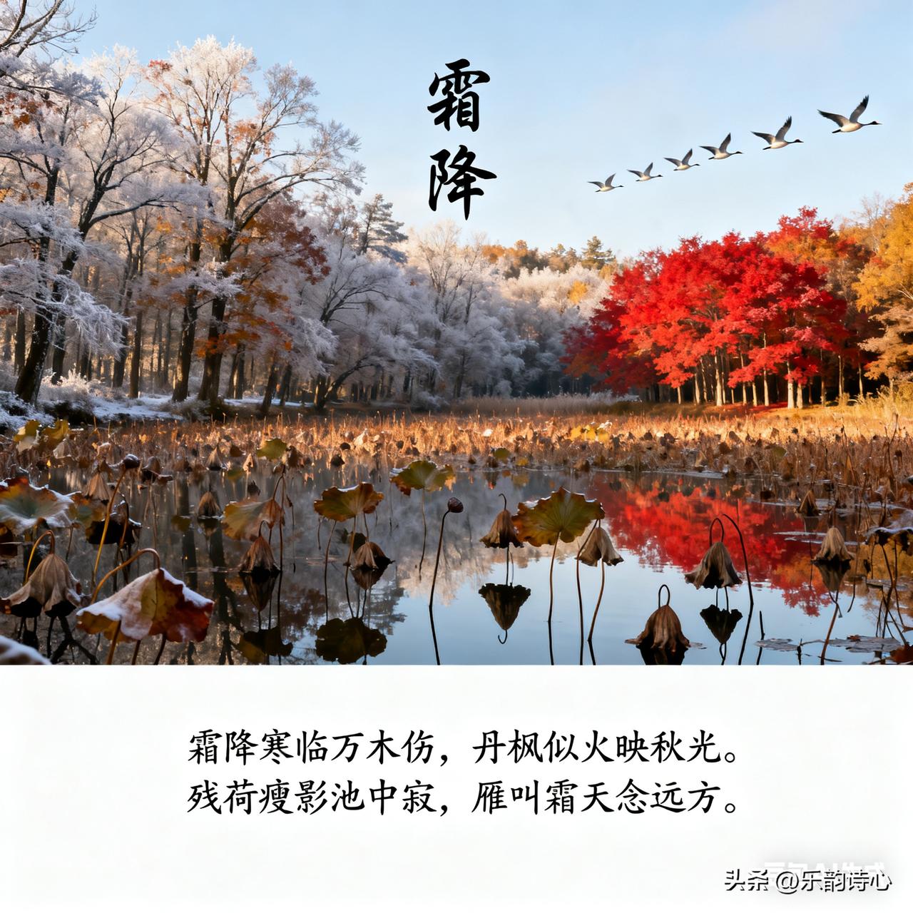 七律《霜降》乐韵诗心原创诗词:
 
霜降寒临万木伤，丹枫似火映秋光。
残荷瘦影池