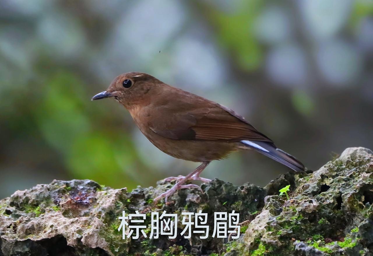 小鸟世界