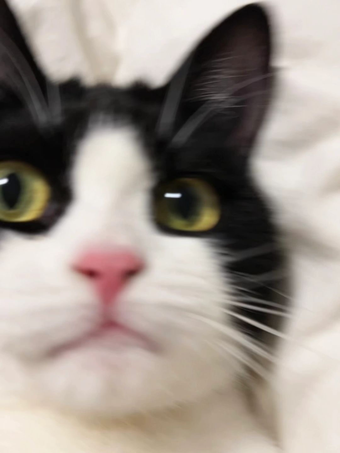 一人一张猫猫自拍照