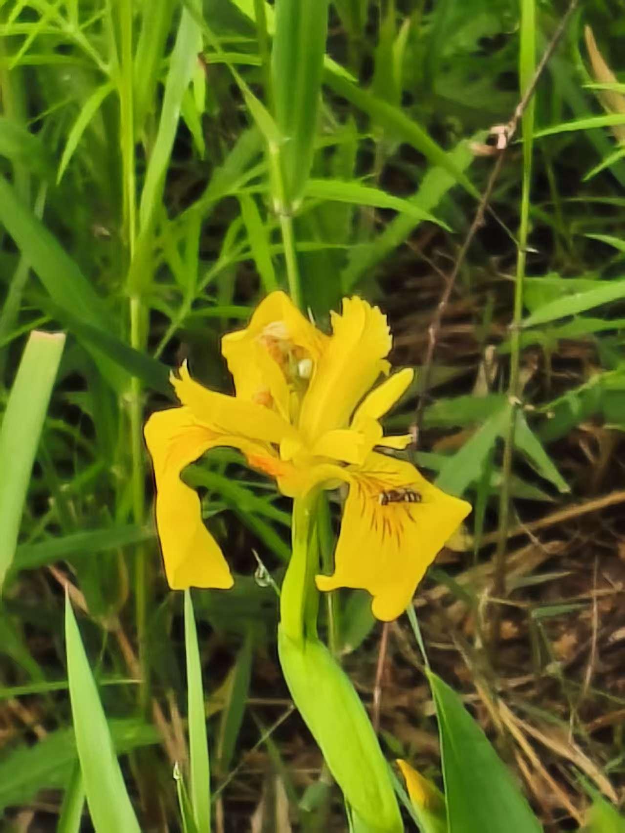 北河·黄菖蒲
 
北河北岸的芦苇丛中生着黄菖蒲。
这里的黄菖蒲应该是人工栽植的。