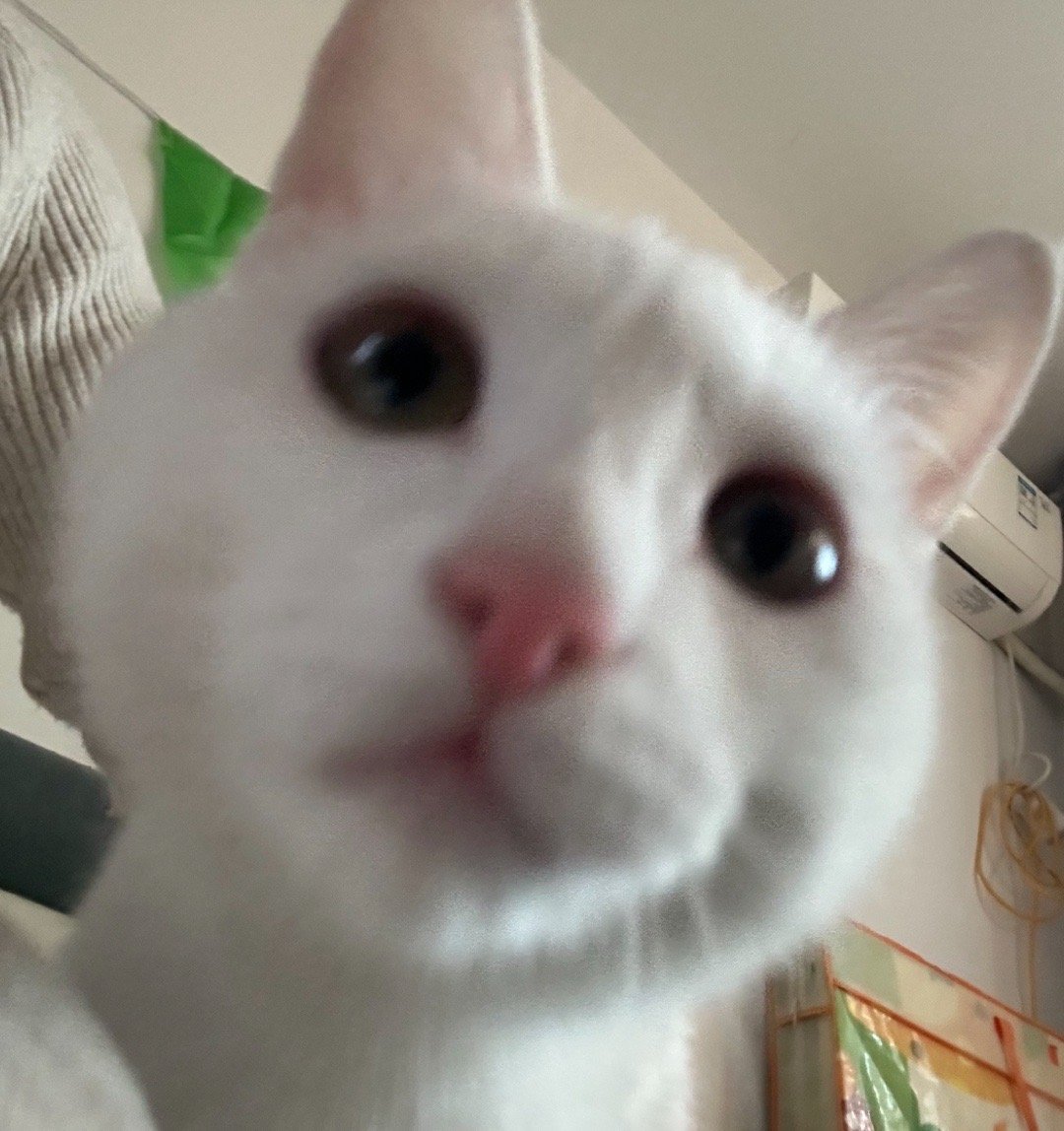 人你们好我是喵 