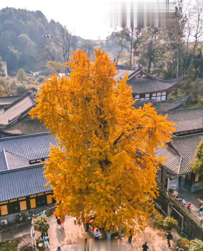 #重庆古刹千年银杏金灿耀目#【百年古刹天心寺，千年银杏金灿耀目】在巴南有一座百年