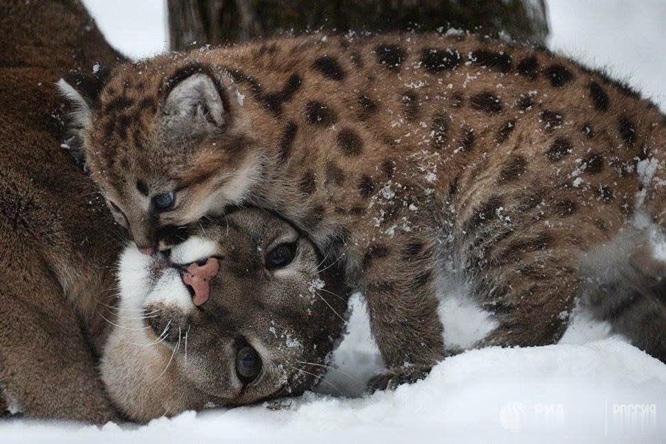 美洲狮 猫宁！！亲亲（啃啃）麻麻！ ​​​