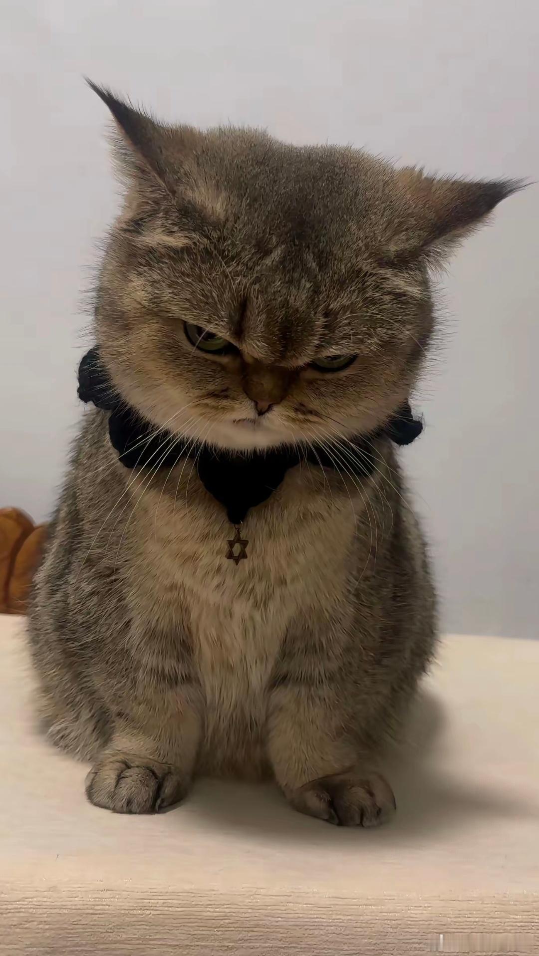 蛇哥证件照： 