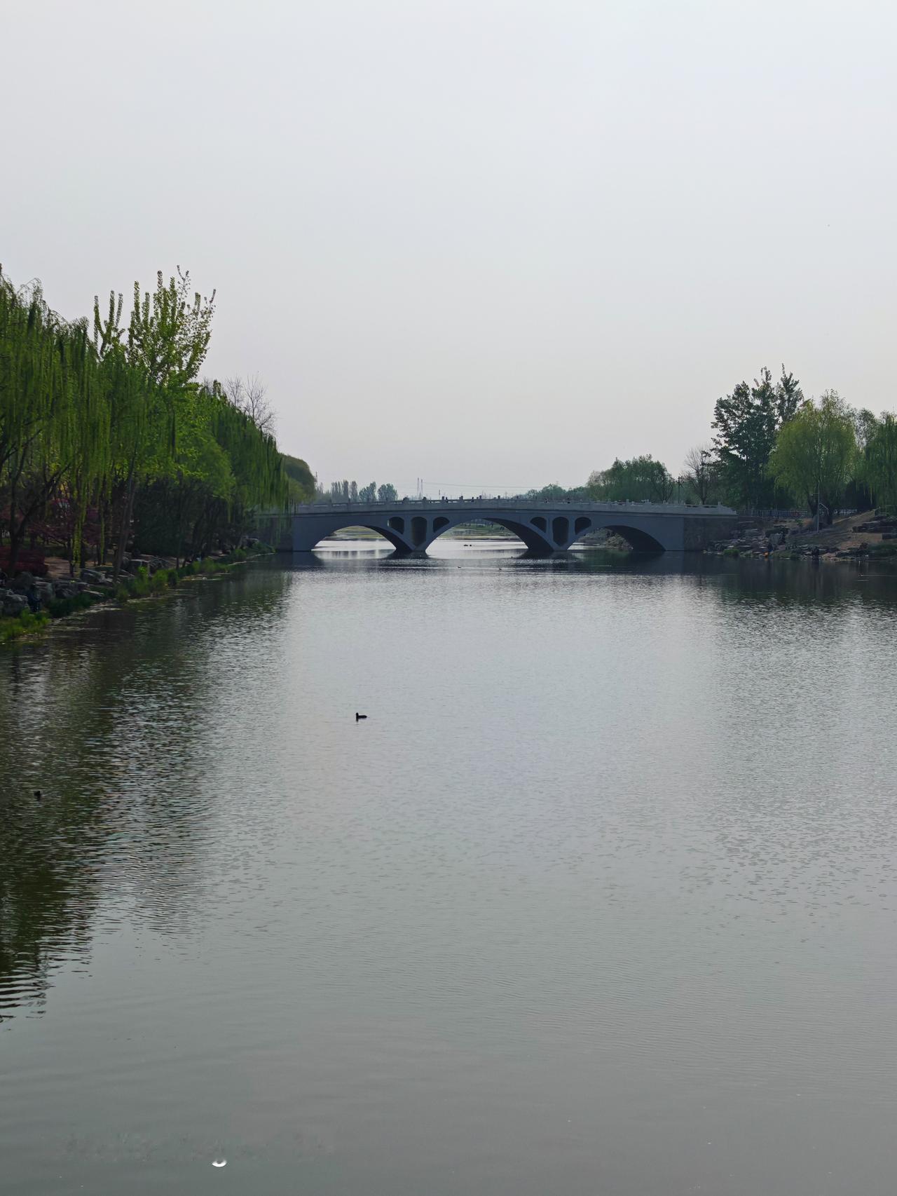 朝阳区马家湾湿地公园的风景，真的绝了！
暑热时去，木栈道两侧怒放的荷花点缀在荷叶