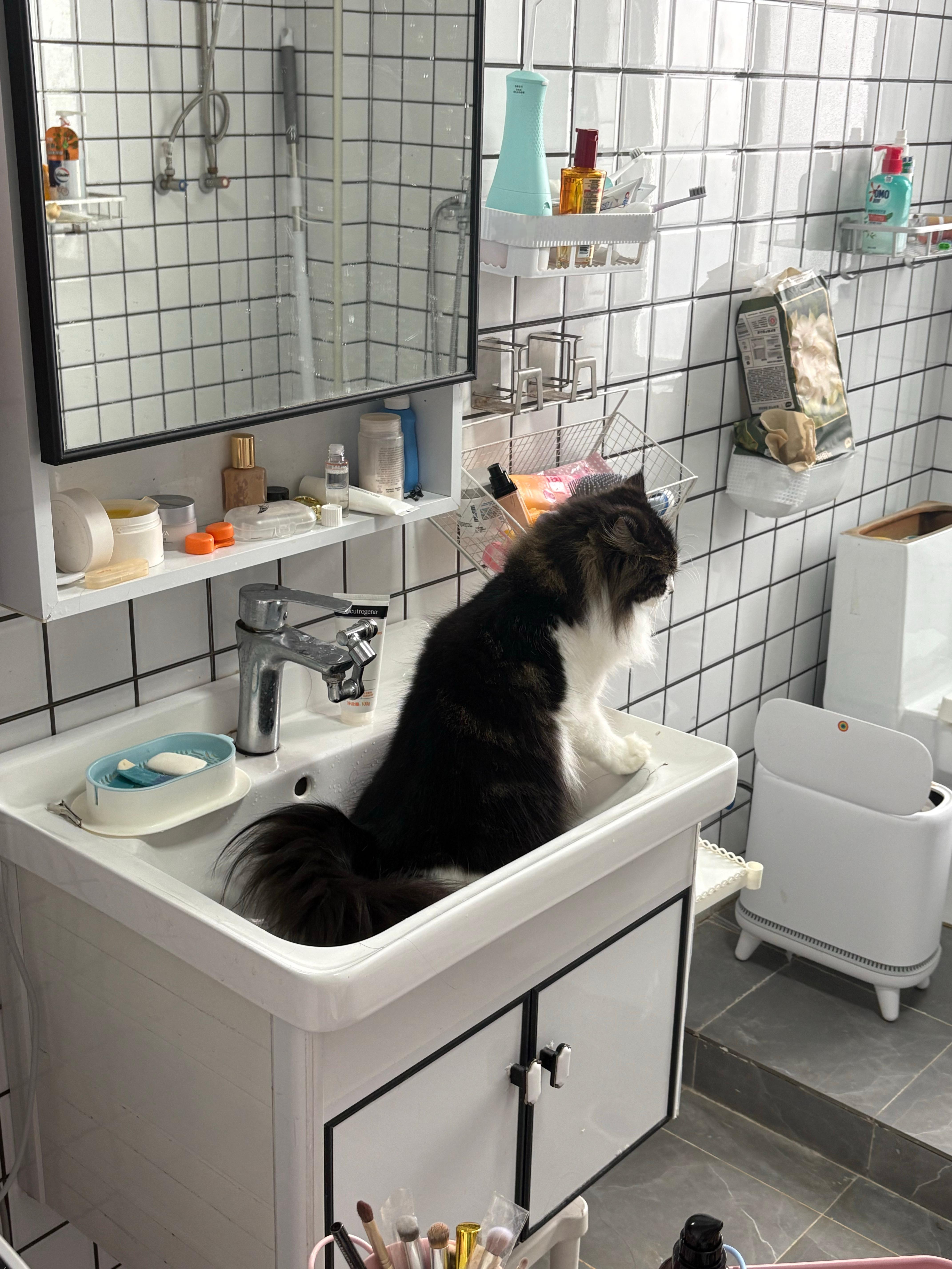 猫 妈妈我很努力在提示你了 ​ 猫：在你洗脸池里拉粑粑，你应该感到荣幸 ​​​