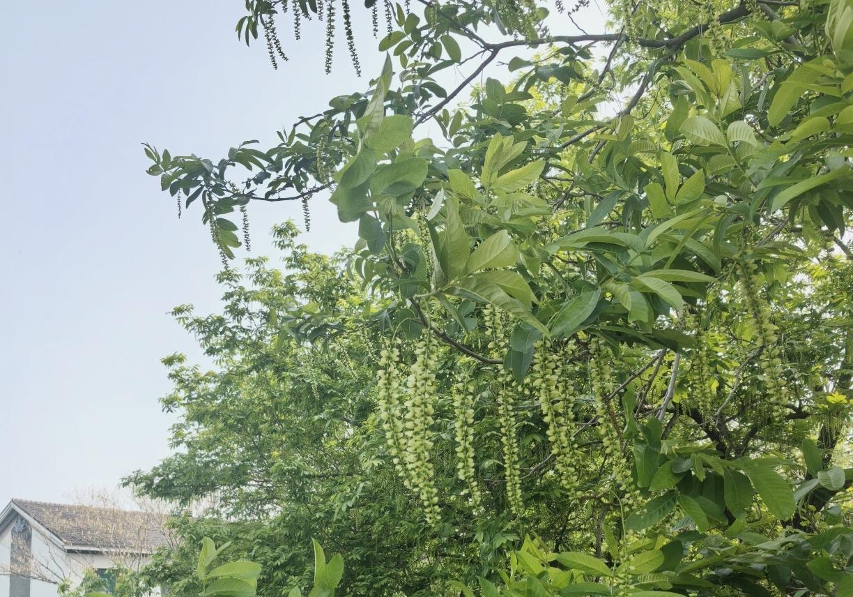 七律·浅夏

槐叶青青孟夏长，半壕温水岸飞香。
小桥弯渡椭圆照，阳伞遮行五彩光。