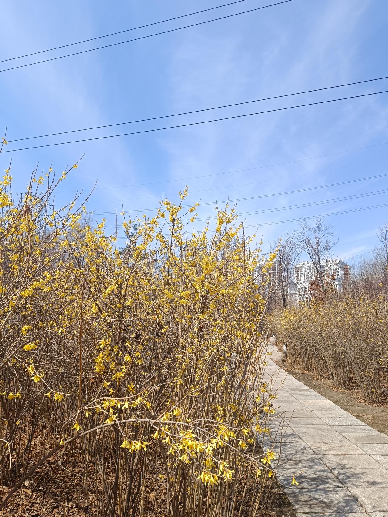 风还是凉的，草还是枯的，树还在等一个信号。
只有连翘开得热闹，把春天的消息，先写