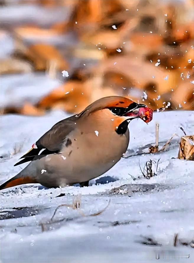 专吃害虫的小蜥蜴🦎不见了
专吃黄豆叶的黑豆虫没有了
吓人一跳的蛇没了踪影
谷秧