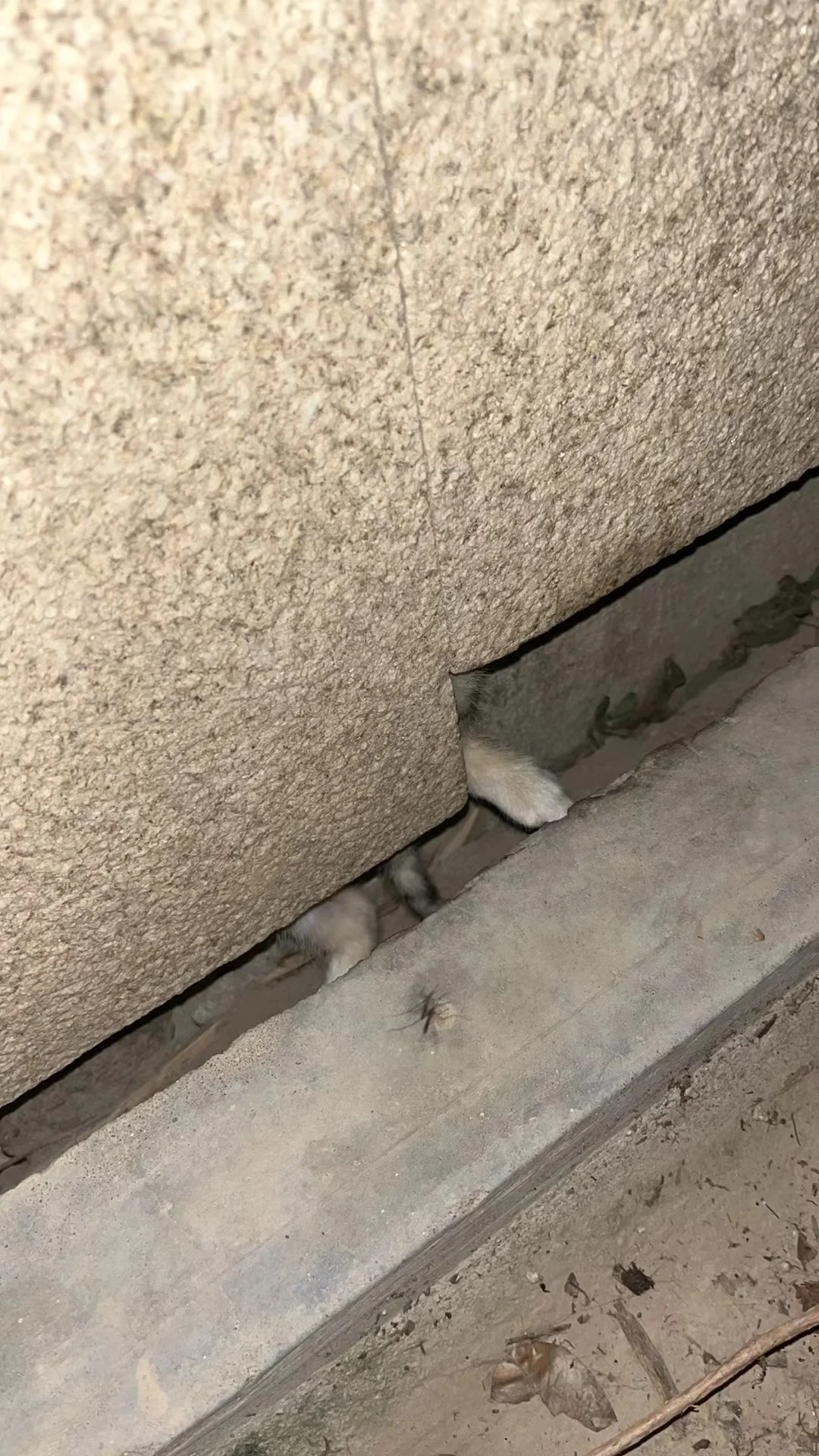 救命！小猫卡住了拉不出来怎么办