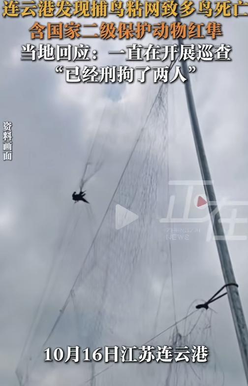 连云港粘网捕鸟现场搭帐篷日夜猎杀，红隼死了不止一只！最终两人被刑拘，但罪名可能不