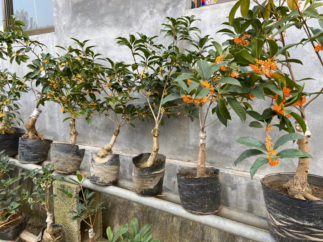 嫁接的桂花生长更旺盛 适应性更强 不需要肥料