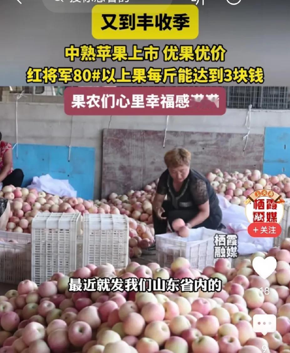 烟台苹果好吃，是远近闻名，烟台早熟的苹果陆续上市了，价格还可以，果农脸上笑容多了