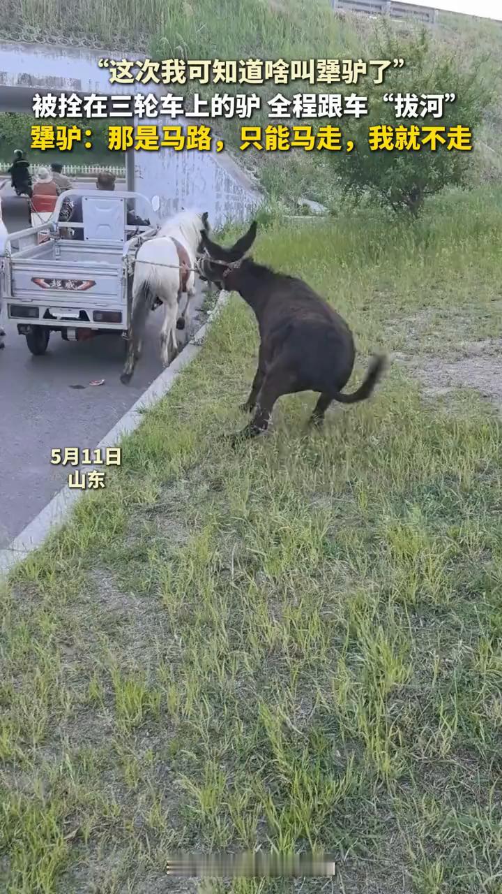 这次我可知道什么叫犟驴了。
被拴在三轮车上的驴全程跟车拔河。犟驴：那是马路，只能