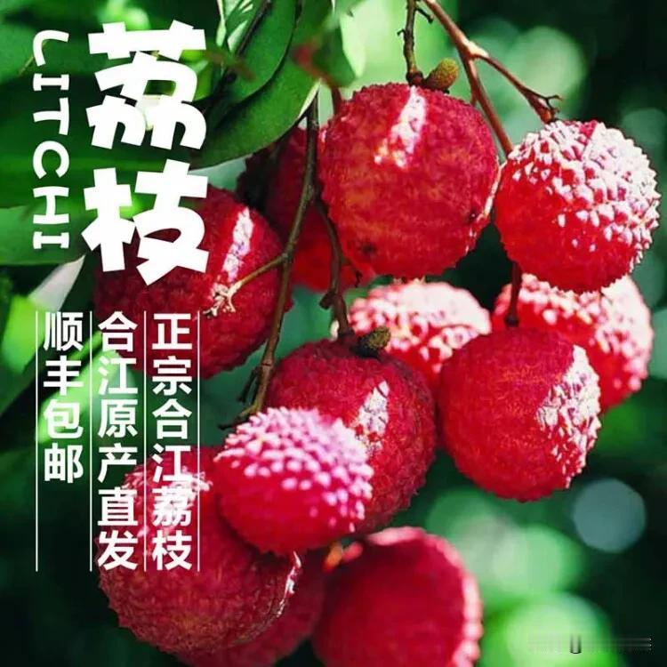 《合江荔枝：探寻其生产历史、气候特点、适用环境与成熟期》

在四川的水果版图中，
