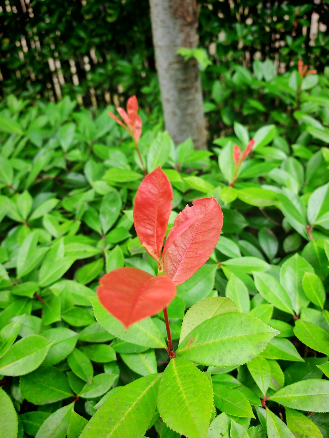  冬青未有花开，嫩叶青妍，自成一番景致。