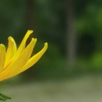每日一善 🌞阳光信用[微风]小黄花向阳而开，自带满满的生命力，心怀热爱，每一天