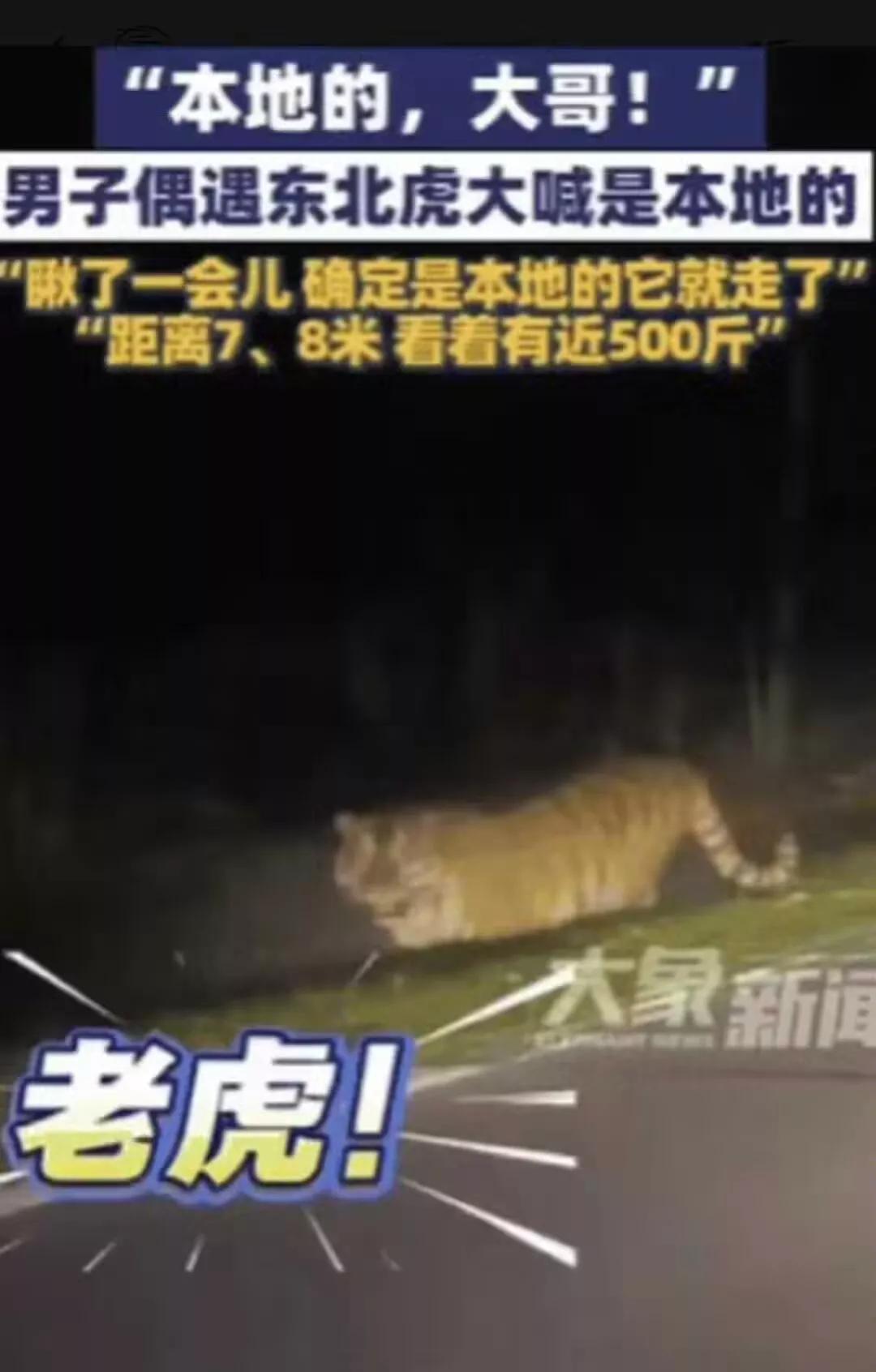东北虎不咬东北人...“本地的，大哥！”深夜吉林延边，出租车司机一句带着颤音的自