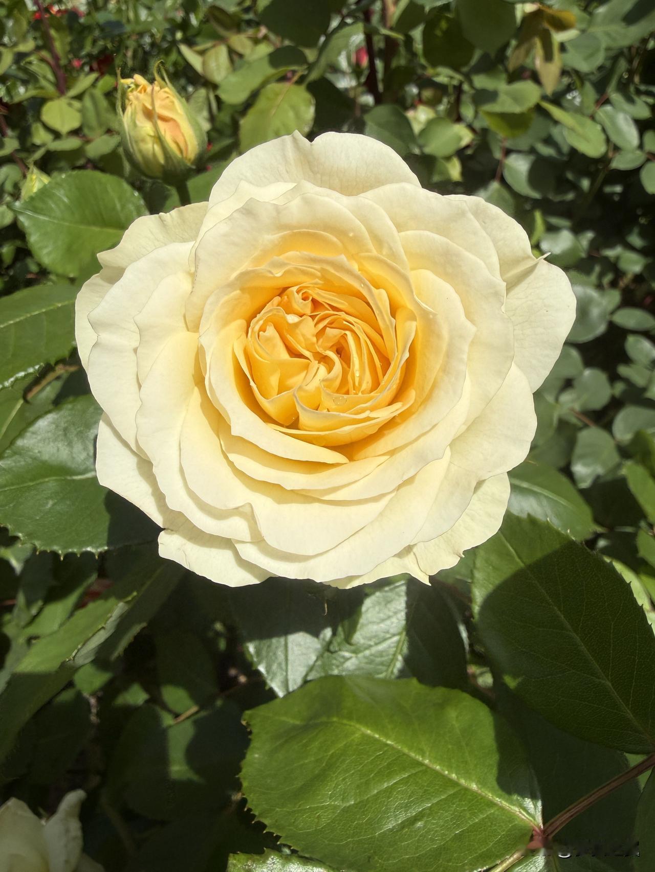 【小对联】
上：解密；
下：……？