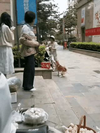 名副其实的狗仗人势[笑哭][笑哭][笑哭]