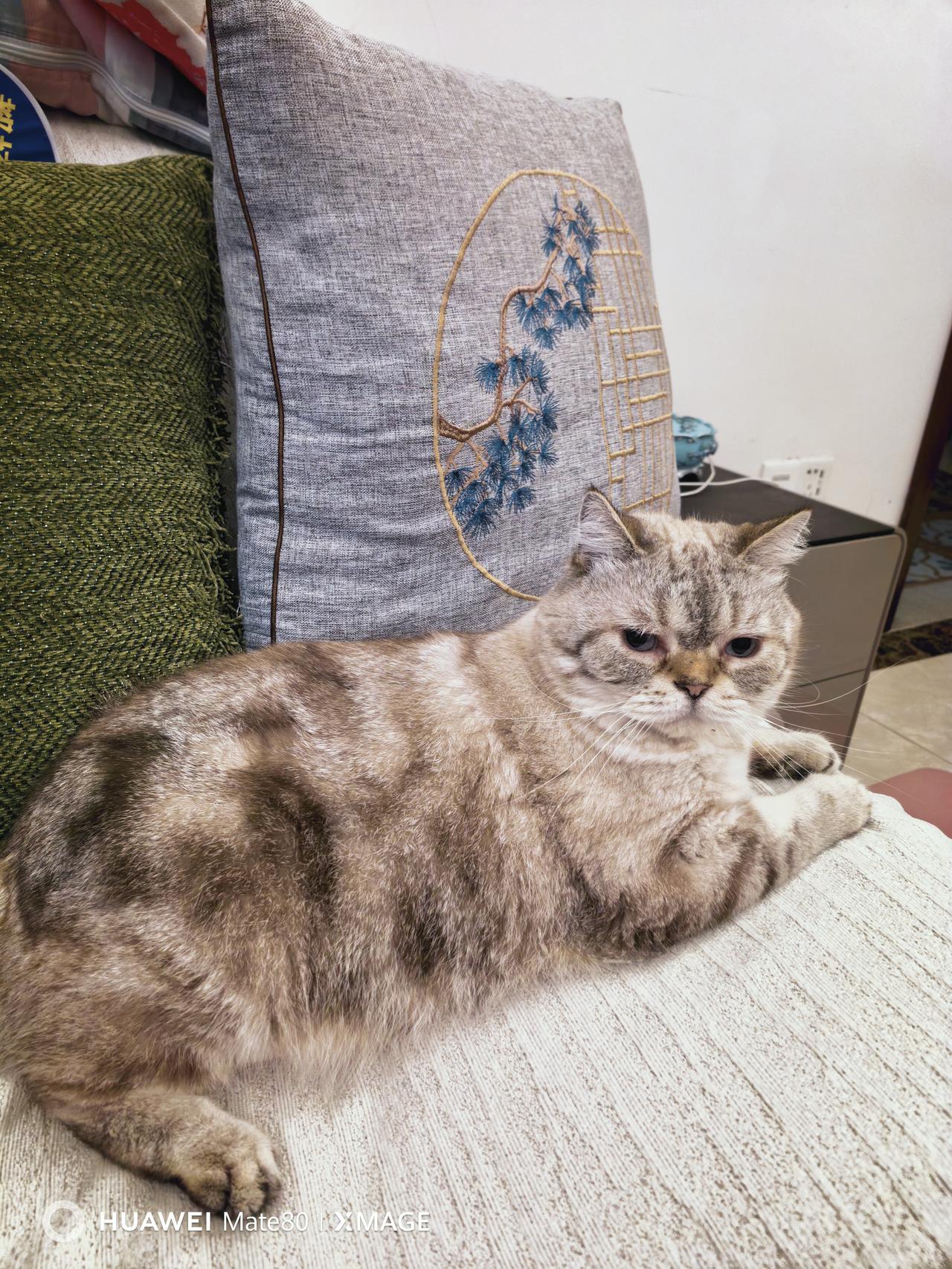 又自做了染发膏[捂脸][捂脸]，真的是傻折腾，网上各种自做染发膏都试过了，没有效