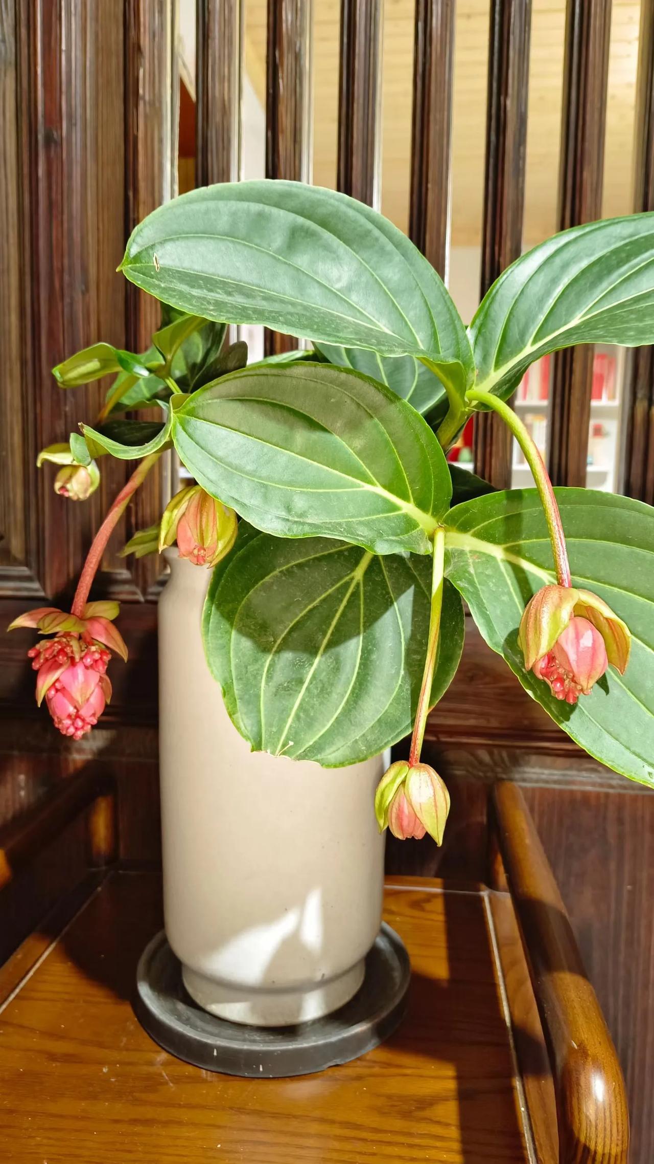 秋天是收获季节 花与叶互相衬托