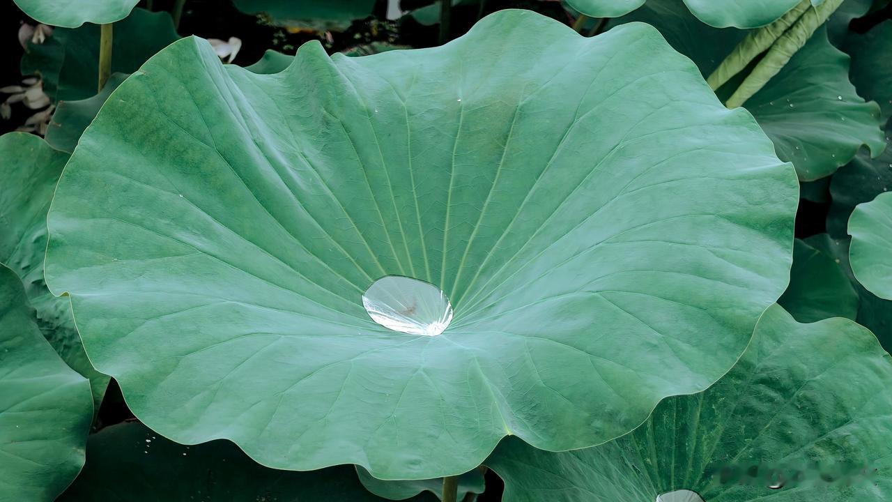 《五绝·荷露》
圆荷泻玉晶，风动碎琼莹。
莫道微珠小，能窥日月明。