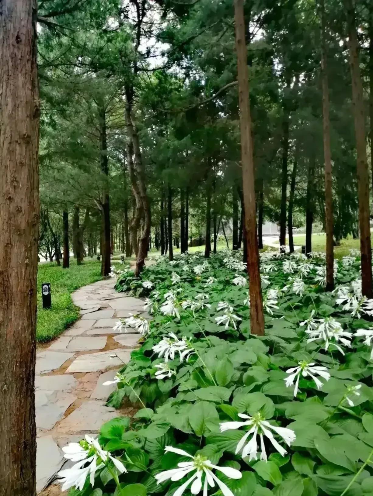 我的夏日寻凉宝地是公园河边的一片小树林，松柏遮阴，碎石小路。树下还有许多玉簪花。