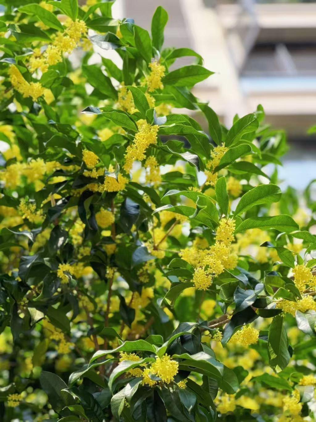 本来想今年努力把债还了，明年轻松了，想去旅游一个月，过过小康生活，可谁知道世事难