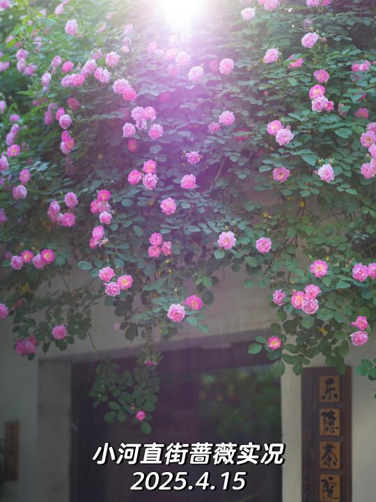 人，我是街，来看我的新皮肤——蔷薇💕