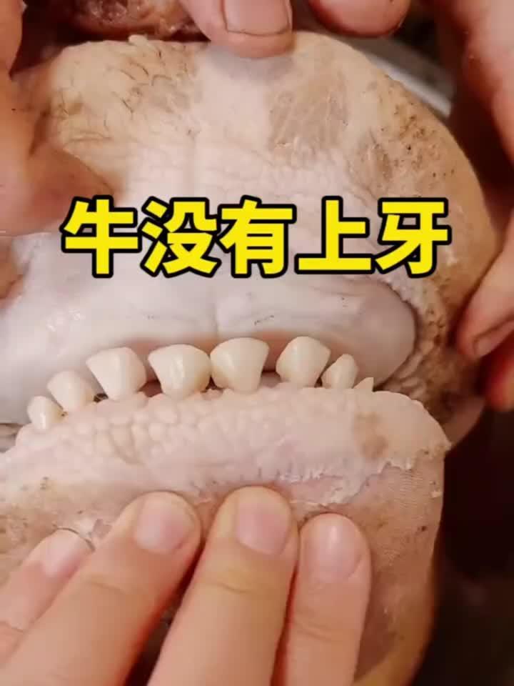 参加晒图笔记大赛
来聊聊牛的上腭有没有牙齿
       牛作为反刍类食草动物，