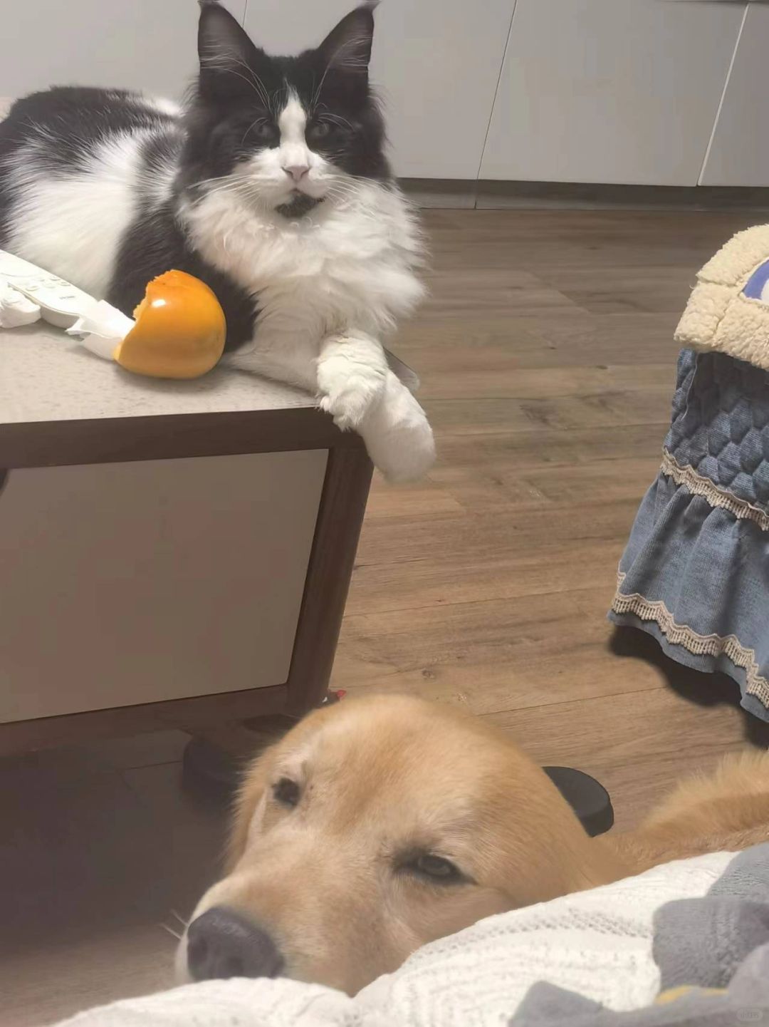 缅因｜买家秀 大佐弟弟