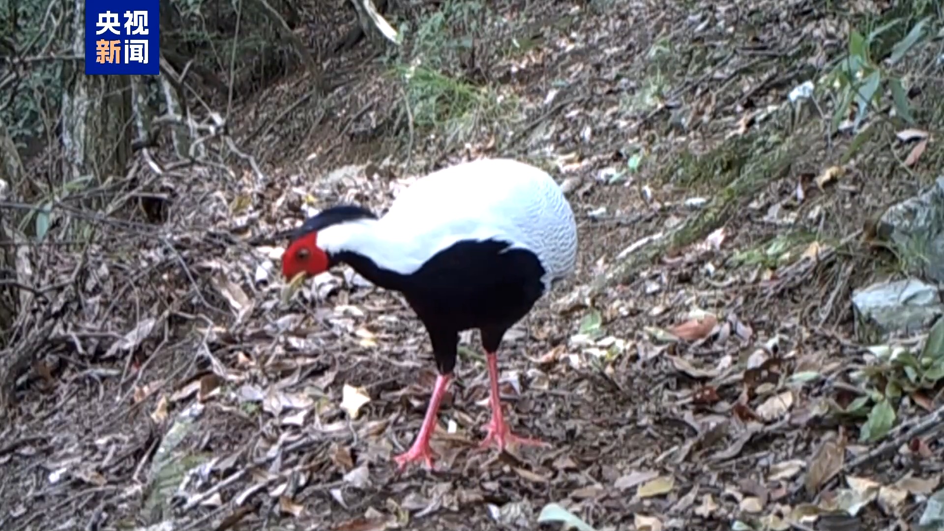 安徽石台5只珍稀鸟类被成功放归