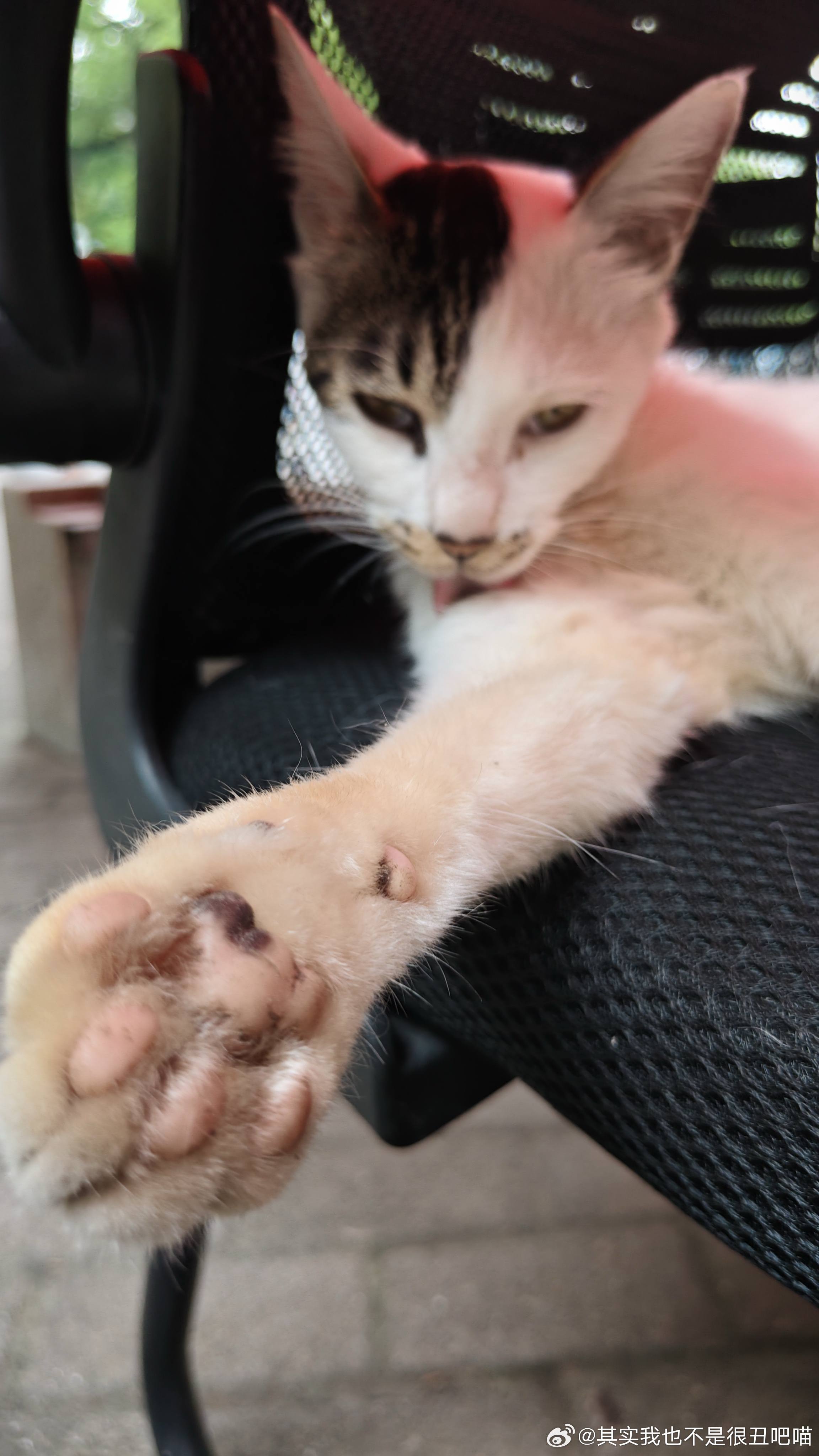 49790【丑猫】雷霆焦黄臭脚 