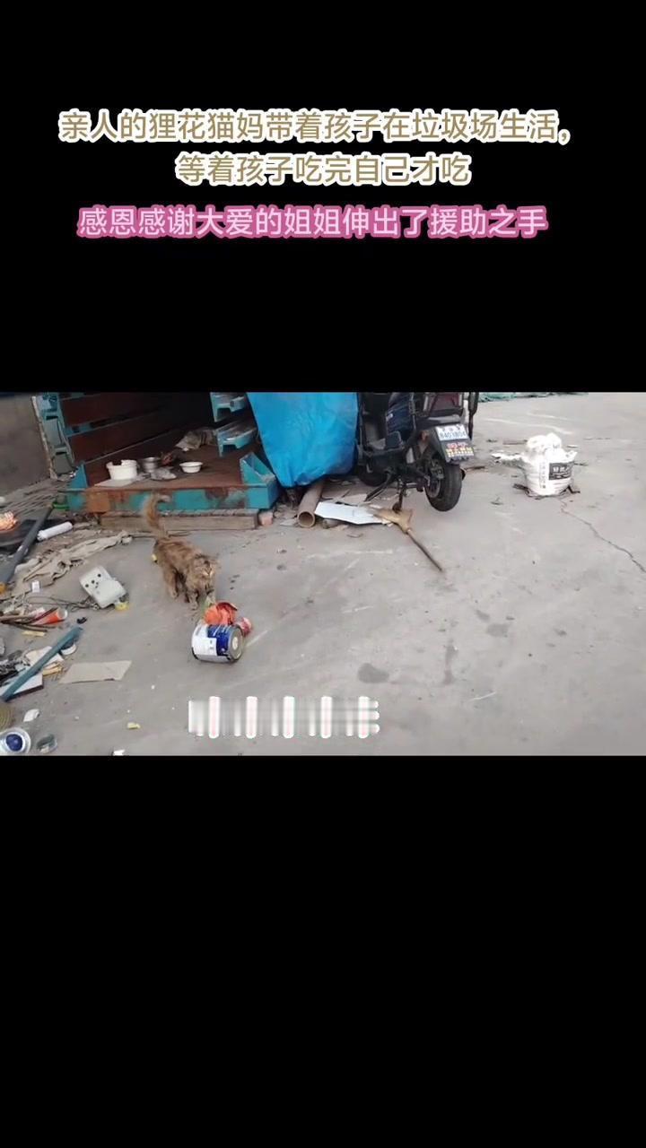 💘猫妈妈的爱，暖到心尖！猫妈妈真是太伟大了，有好吃的总会让孩子先吃，自己就在旁