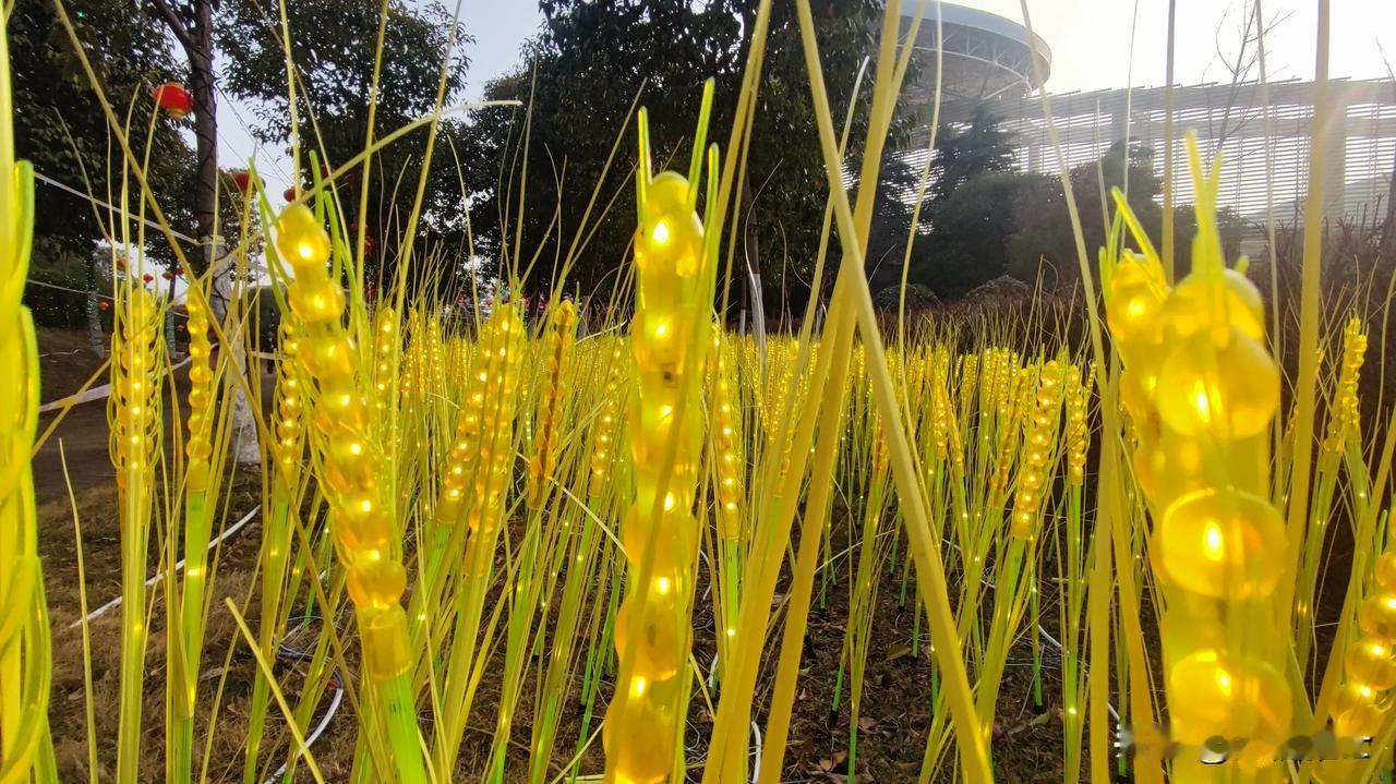 见者有福，金色麦穗[烟花][烟花][烟花]