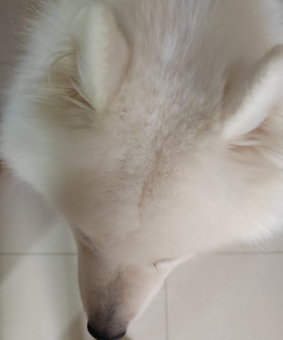请三呼：驴王万岁万岁万万岁！ ​​​