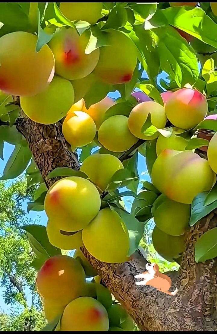 家人们快看呐！这满树的果子也太诱人了吧！🍑

一个个圆滚滚的，青黄底色上透着淡