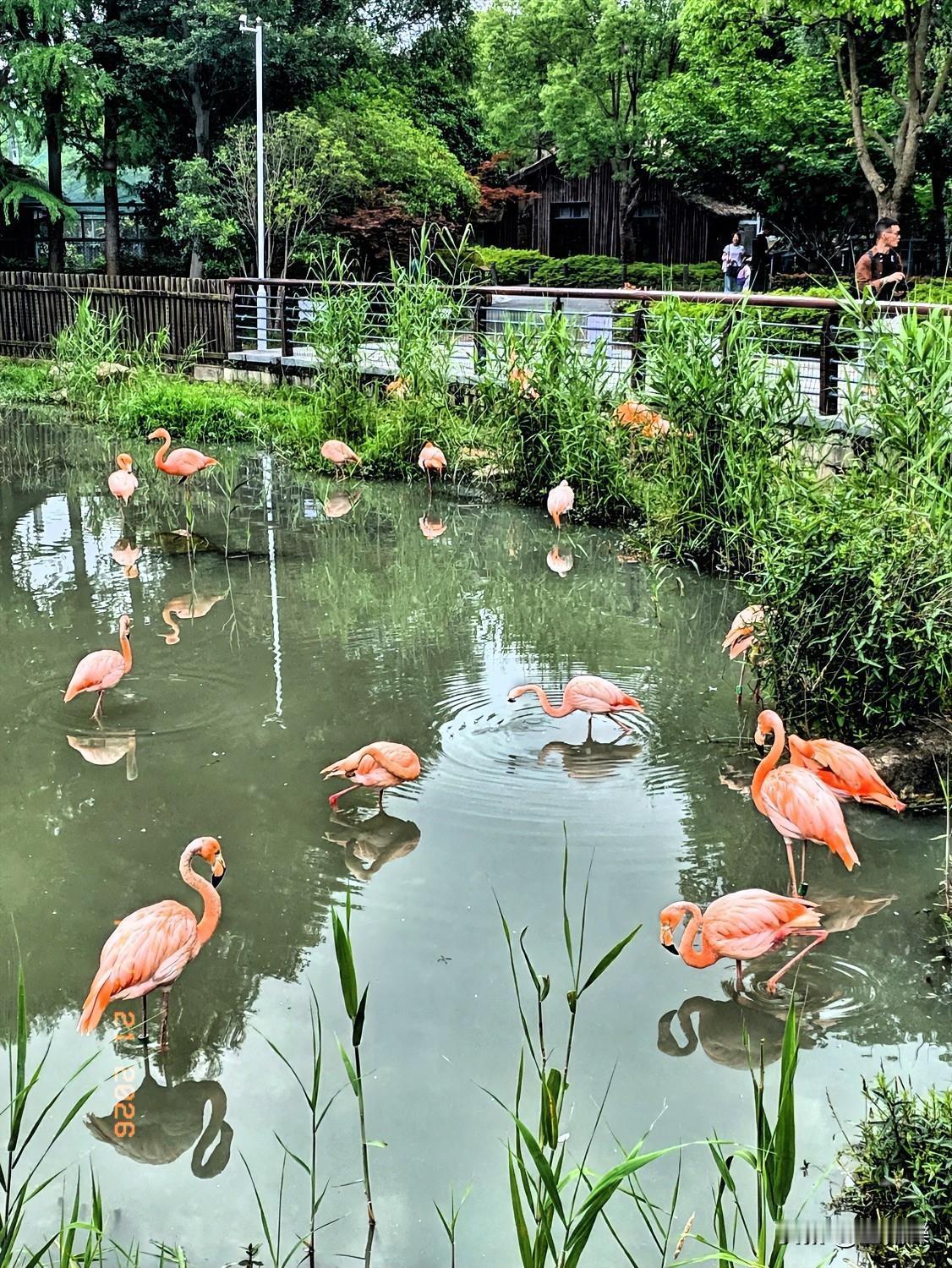 今天带宝宝来动物园玩半天
带定位晒今日生活动物园里的一景 带娃必逛动物园 森林动