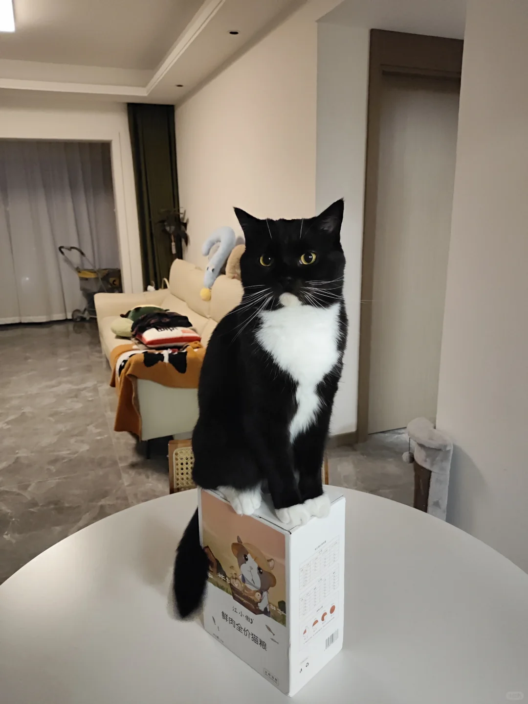 跟风买猫粮最成功的一次！！