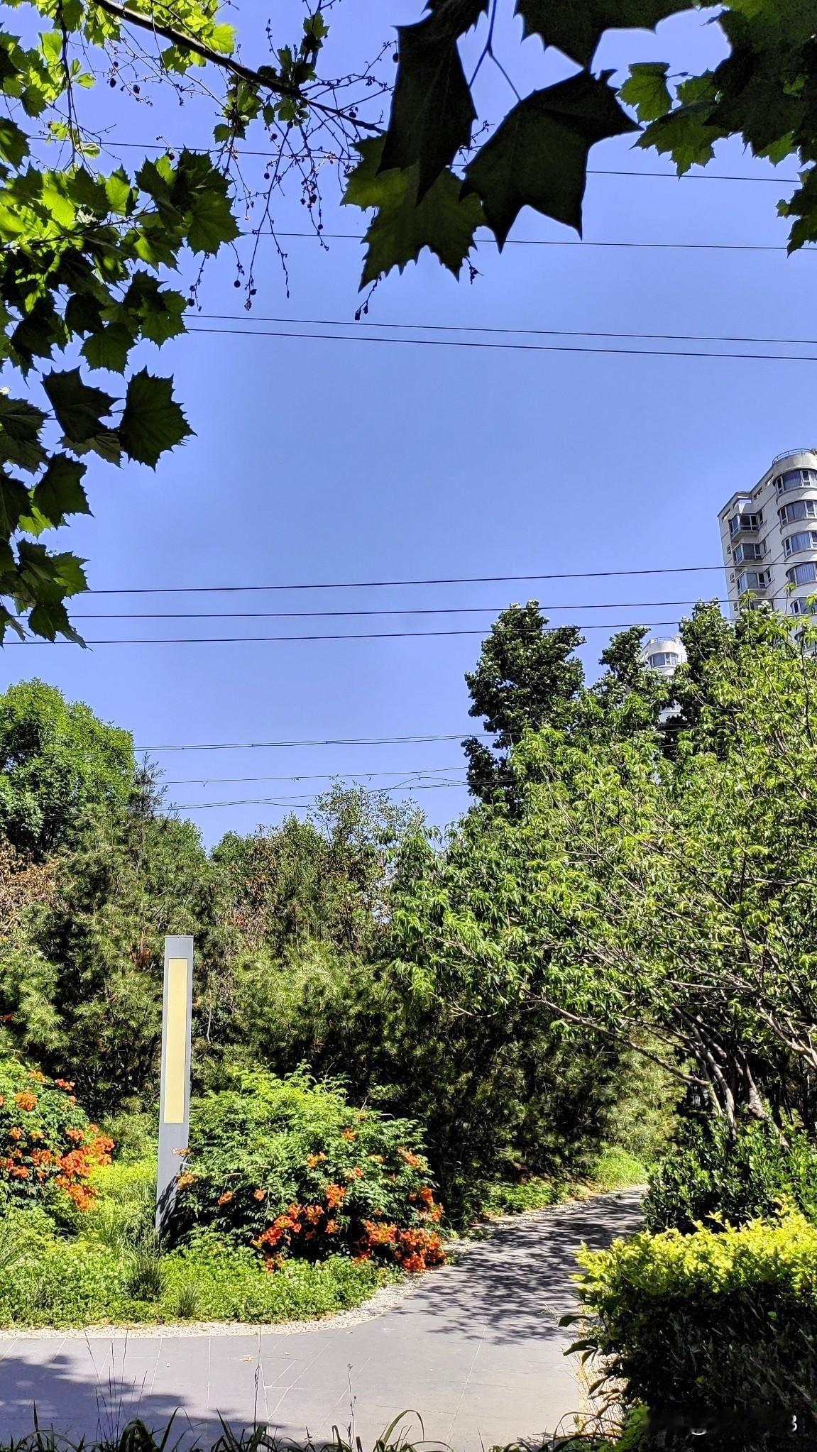 我会选择早晨散步，
迎着早晨的太阳。

风和日丽空气清新，
走在公园林荫的小路。