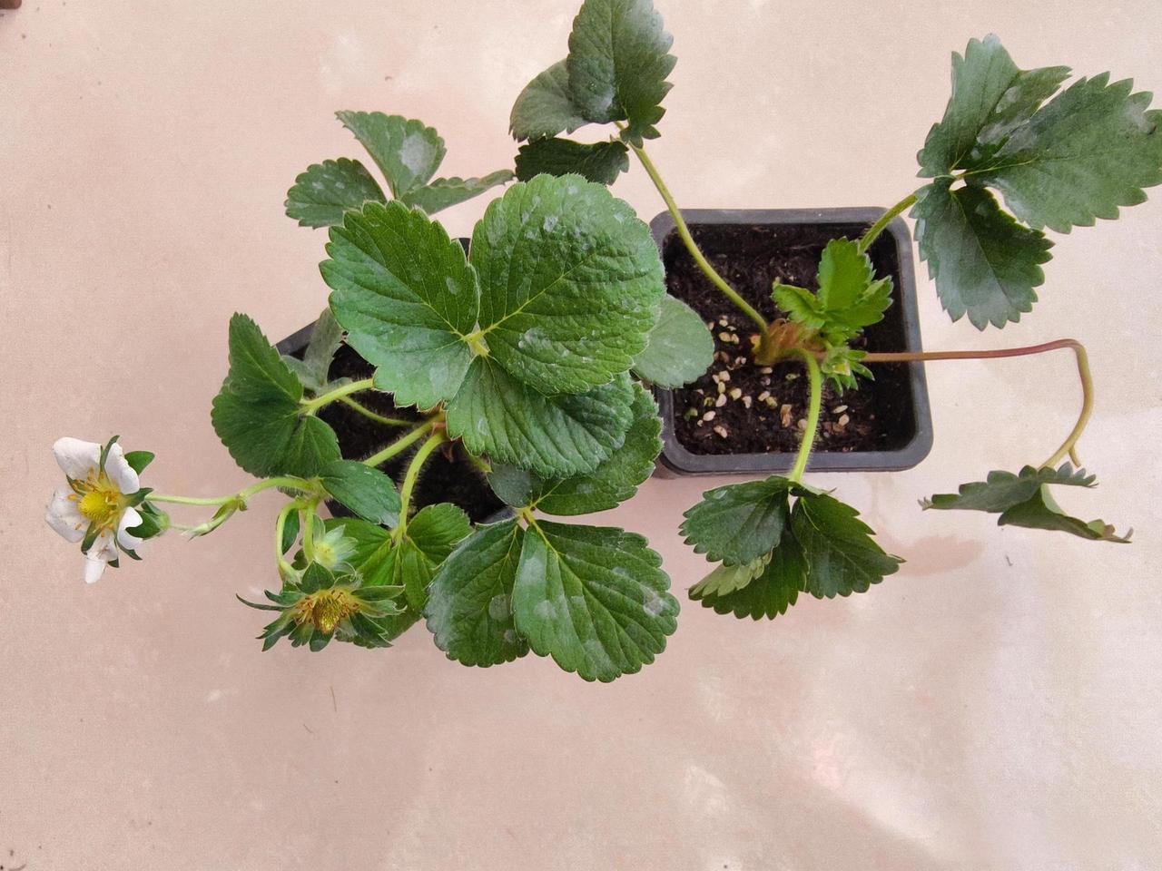 买了两盆草莓.不知道过年能不能吃上