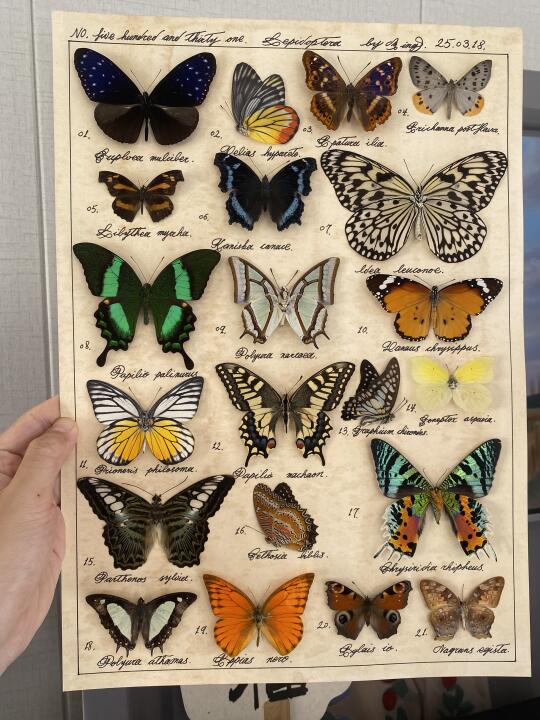 特别喜欢这幅作品里面的小天使翠凤蝶